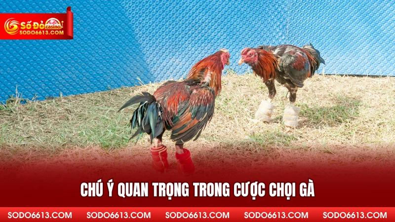 Chú ý quan trọng trong cược chọi gà