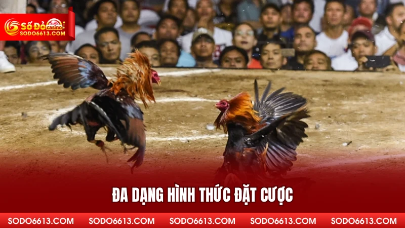 Đa dạng hình thức đặt cược