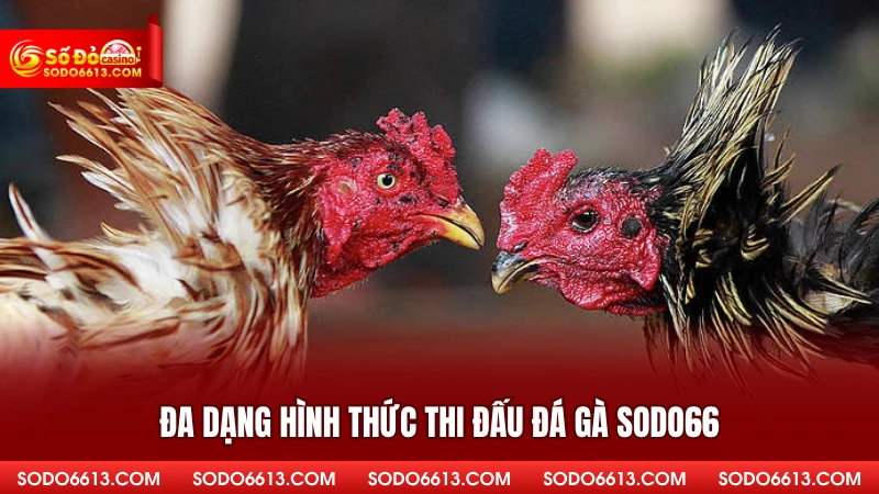 Đa dạng hình thức thi đấu đá gà Sodo66