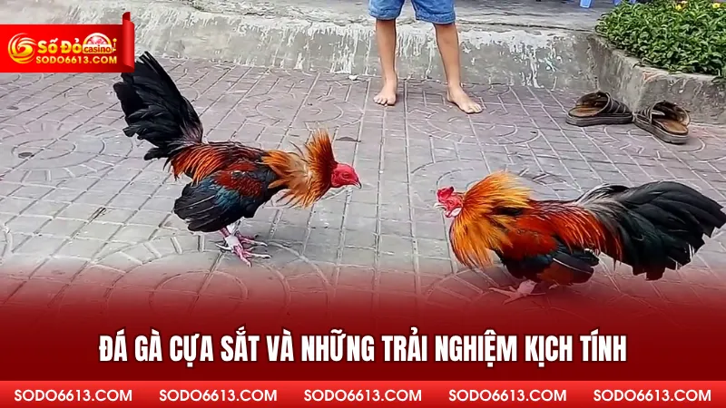 Đá gà cựa sắt và những trải nghiệm kịch tính