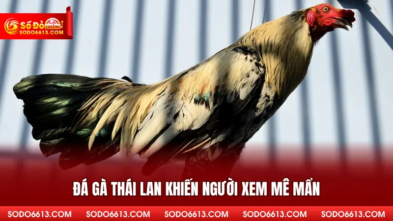 Đá gà Thái Lan khiến người xem mê mẩn