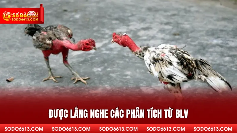 Được lắng nghe các phân tích từ BLV