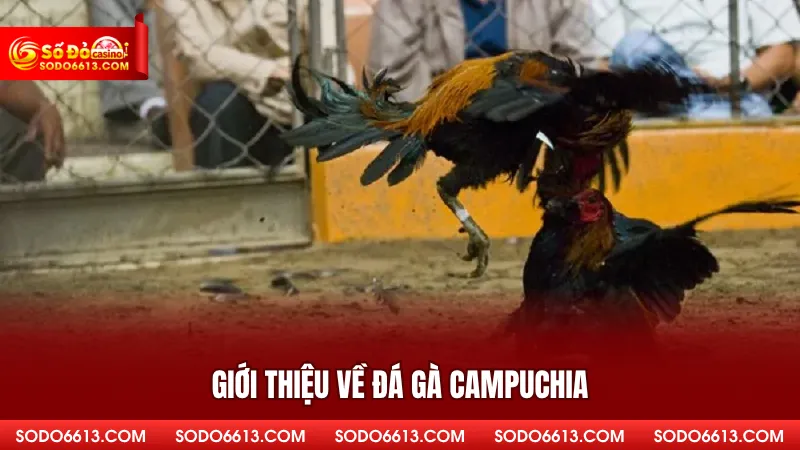 Giới thiệu về đá gà Campuchia