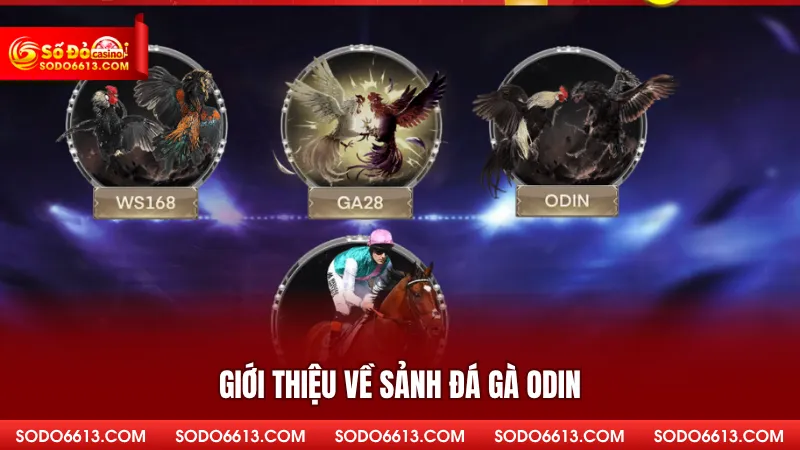 Giới thiệu về sảnh đá gà ODIN