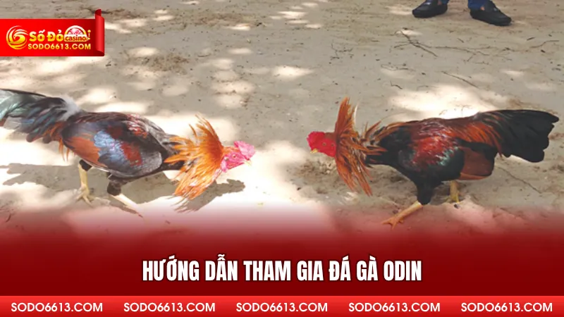 Hướng dẫn tham gia đá gà ODIN