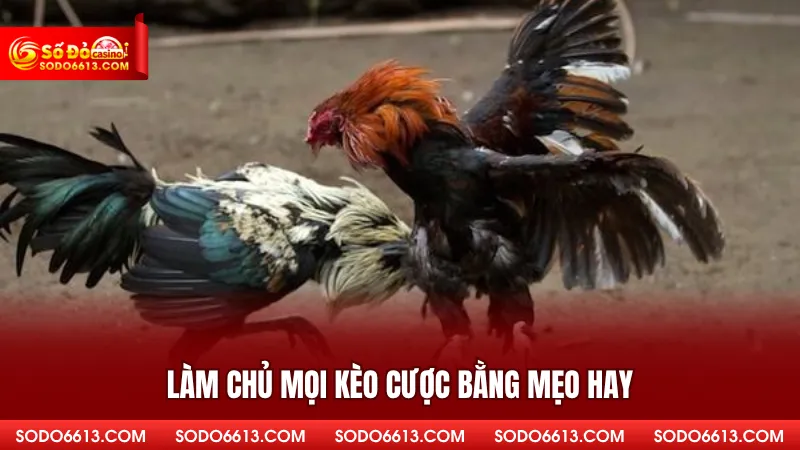 Làm chủ mọi kèo cược bằng mẹo hay