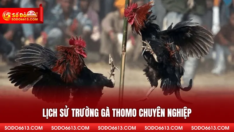 Lịch sử trường gà Thomo chuyên nghiệp