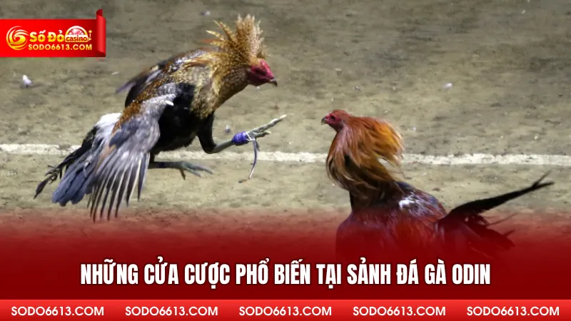 Những cửa cược phổ biến tại sảnh đá gà ODIN