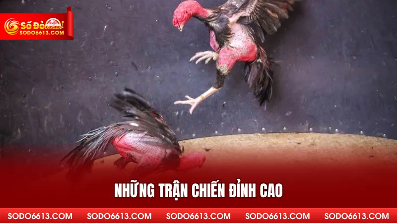 Những trận chiến đỉnh cao