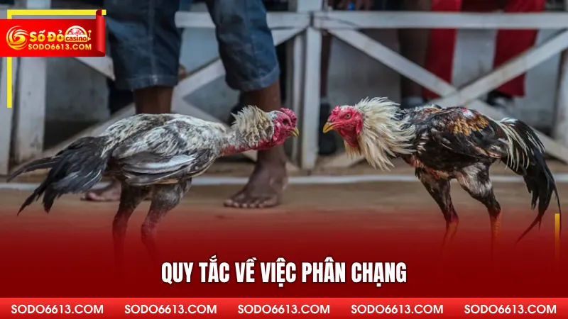 Quy tắc về việc phân chạng
