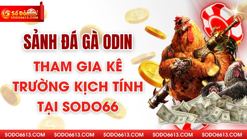 Sảnh Đá Gà ODIN – Tham Gia Kê Trường Kịch Tính Tại Sodo66