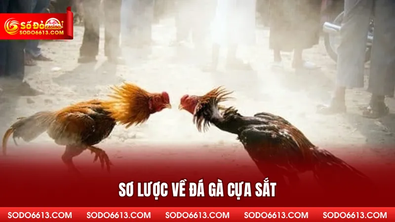 Sơ lược về đá gà cựa sắt