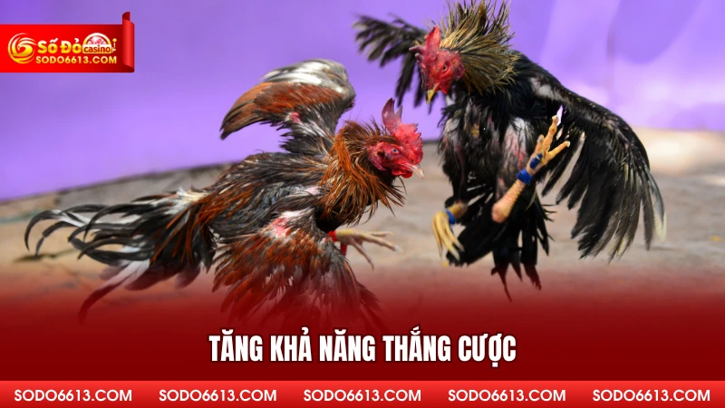 Tăng khả năng thắng cược