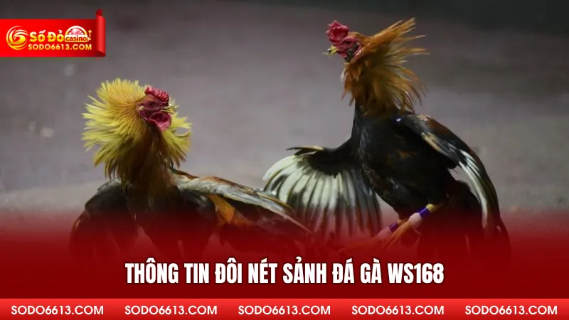 Thông tin đôi nét sảnh đá gà WS168