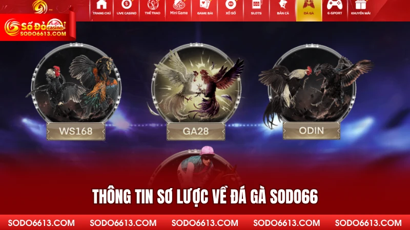 Thông tin sơ lược về đá gà Sodo66