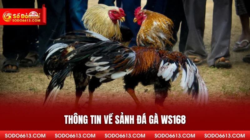 Thông tin về sảnh đá gà WS168