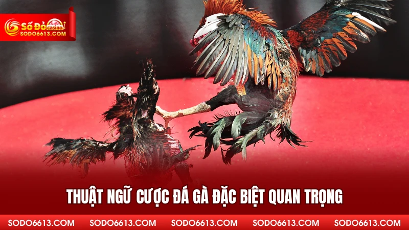 Thuật ngữ cược đá gà đặc biệt quan trọng