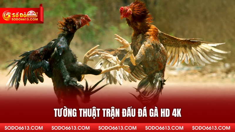 Tường thuật trận đấu đá gà HD 4K