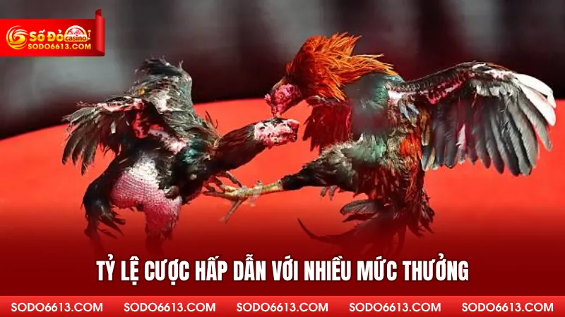 Tỷ lệ cược hấp dẫn với nhiều mức thưởng