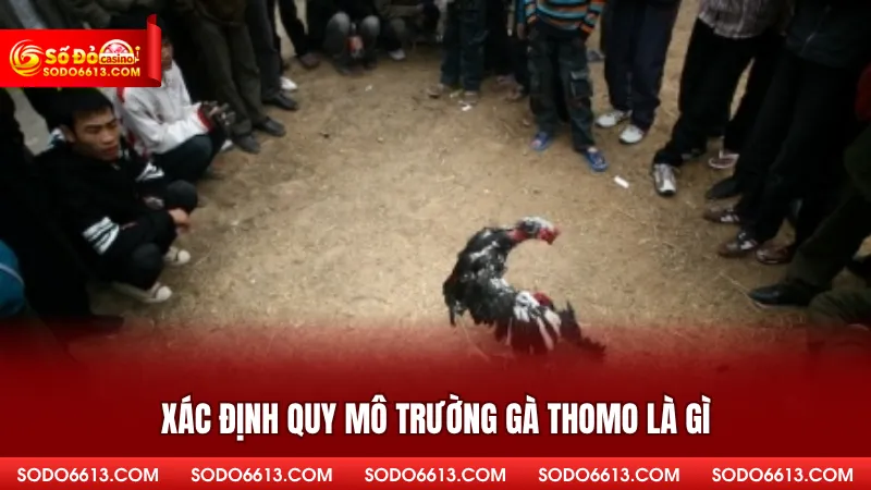 Xác định quy mô trường gà Thomo là gì